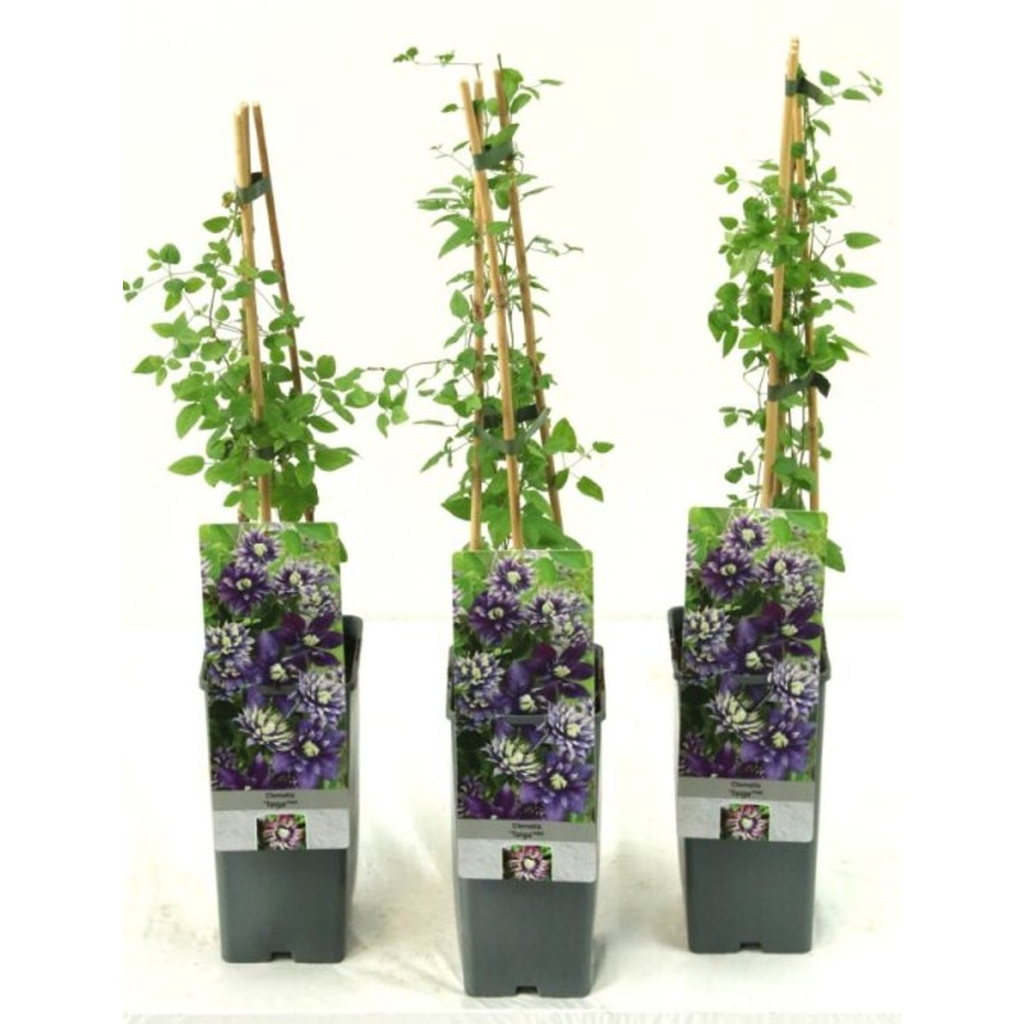 Klematis – Clematis 'Taiga' - C2 50-60 CM 3 Stick